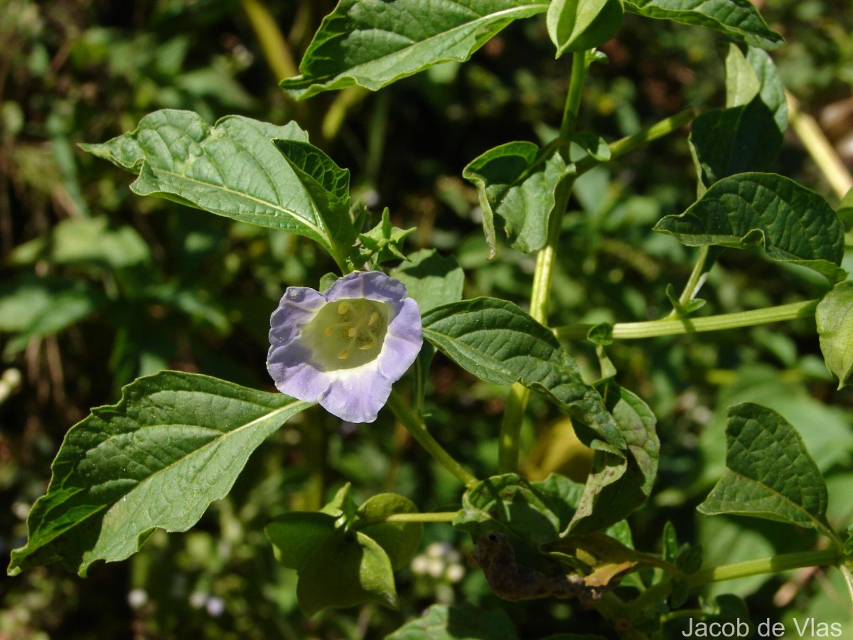 Nicandra physalodes (L.) Gaertn.
